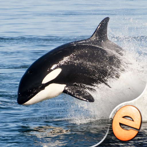 Jigsaw Wonder Orcas