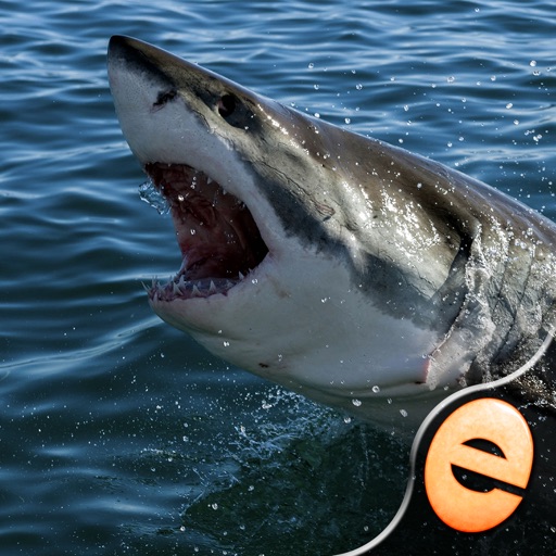 Jigsaw Wonder Sharks