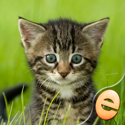 Jigsaw Wonder Kittens