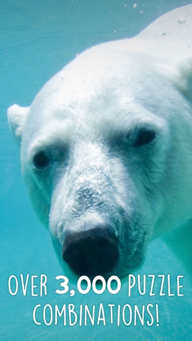 Jigsaw Wonder Polar Bears screenshot 3