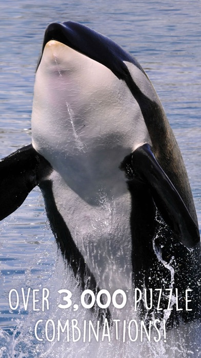Jigsaw Wonder Orcas screenshot 3
